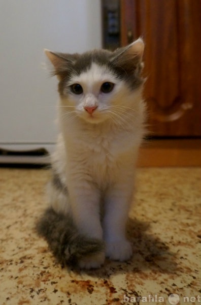 Отдам даром: Пушистый котенок, мальчик, 4 месяца