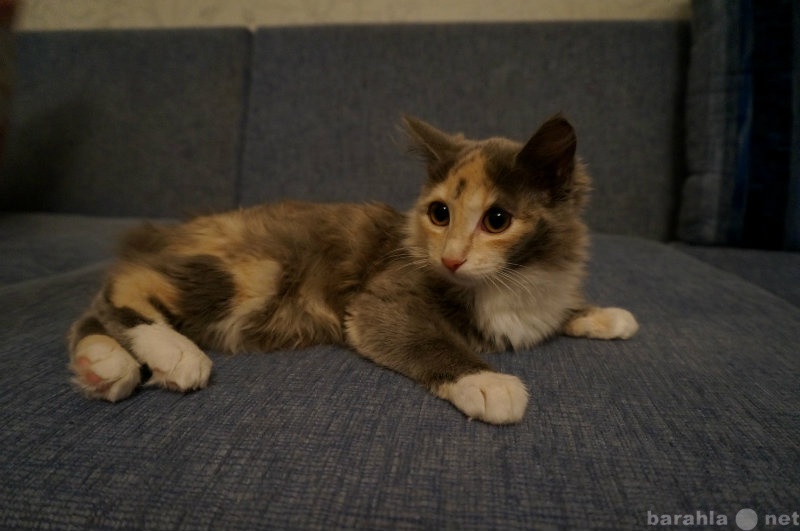 Отдам даром: Пушистый котенок, девочка, 4 месяца