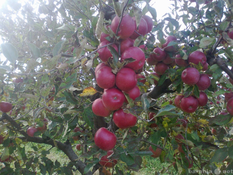 Продам: Молдавские яблоки, виноград, картофель
