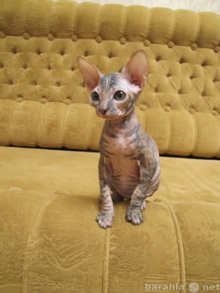 Продам: Котенок породы донской сфинкс