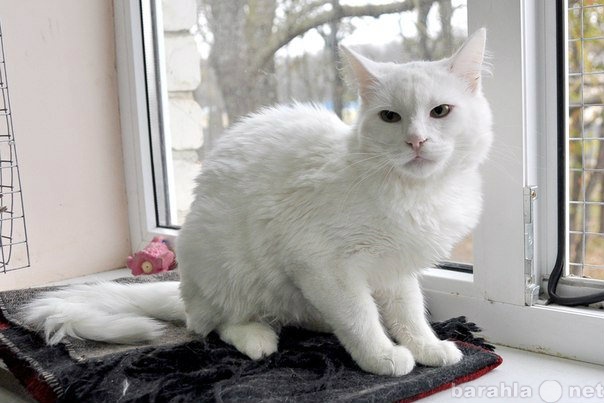 Отдам даром: шикарный белоснежный котище