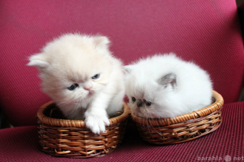 Продам: Очаровательных персидских котят