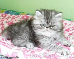 Куплю: персидский котенок