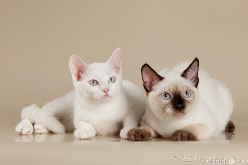 Продам: Тонкинез-редкая порода восточных кошек