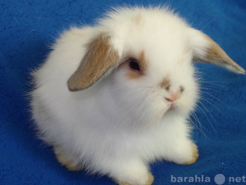 Продам: декоративных кроликов