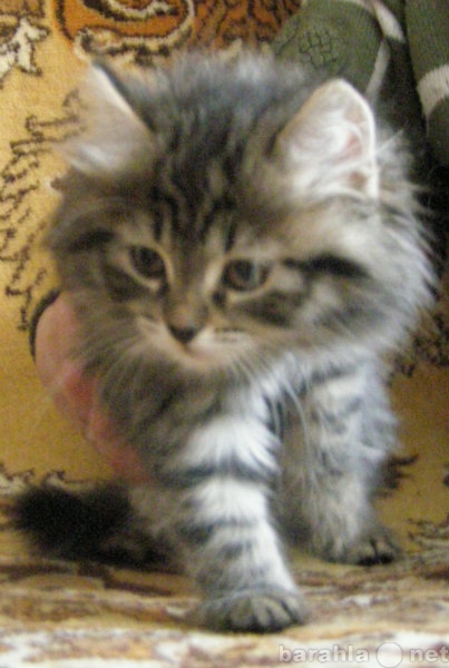 Продам: Породистый котенок - Сибиряк