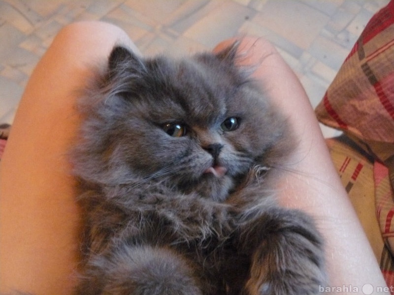 Продам: Котёнок перс (девочка) продаётся