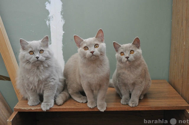 Продам: Элитные британские короткошерстные котят