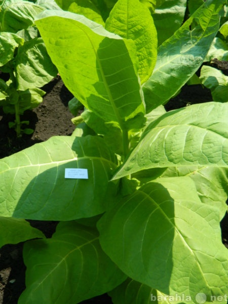Продам: Семена табака