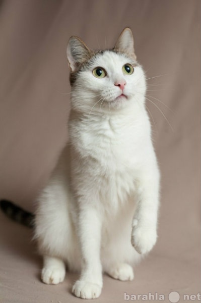 Продам: Анвар-кот для души