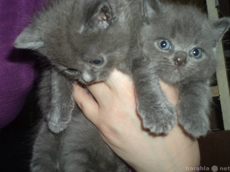 Продам: Шотландские плюшевые голубые котята