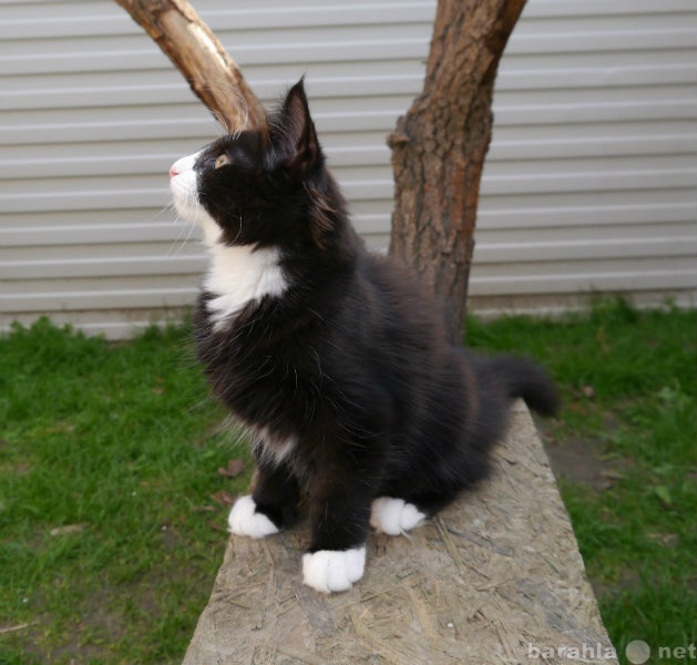 Продам: Котята породы Норвежская Лесная