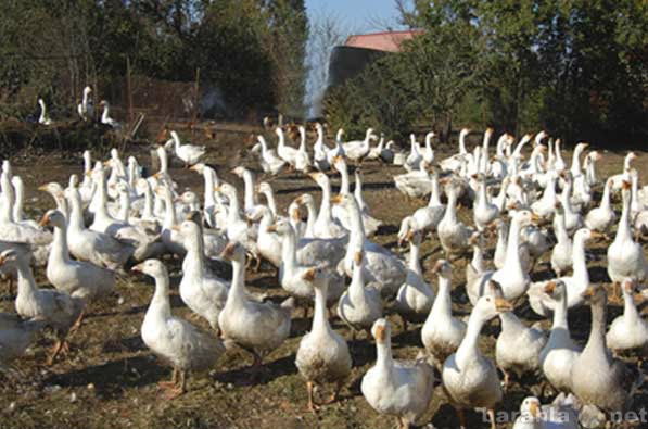 Продам: Домашние деревенские гуси