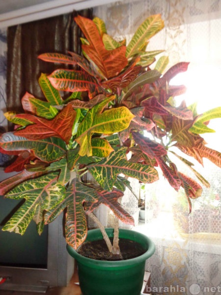 Продам: комнатное растение кротон