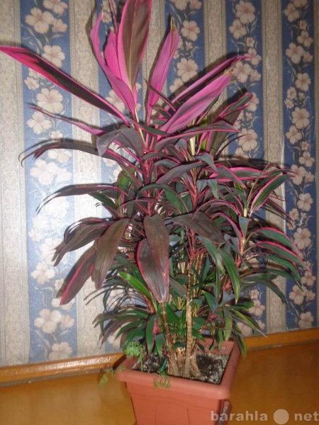 Продам: комнатное растение Кордилина