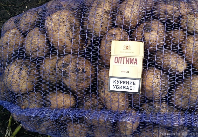 Продам: картофель оптом