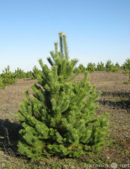 Продам: Живые новогодние елки (сосенки)