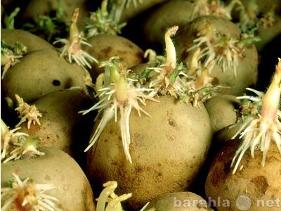 Продам: Семена картофеля