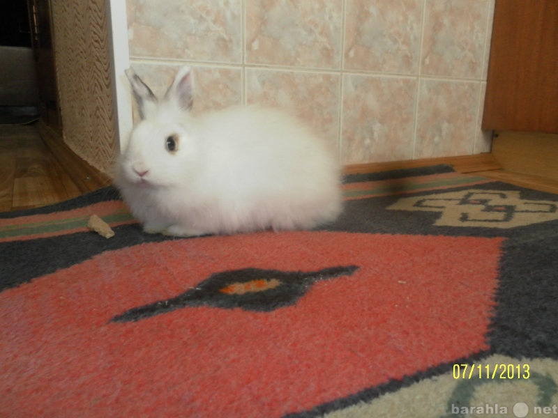 Продам: Белоснежный пуховый кролик