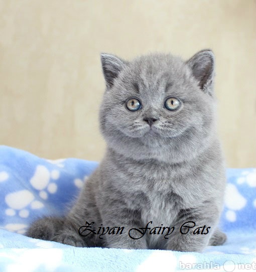 Продам: Британские котята питомник Fairy cats.