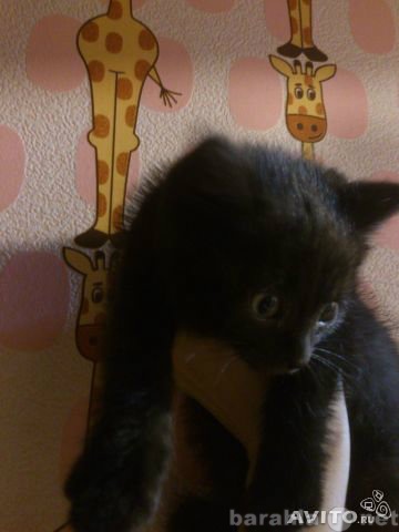 Отдам даром: черного котенка (девочка)1.5мес