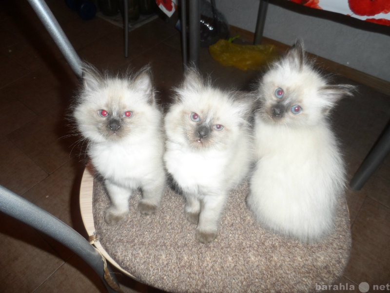 Продам: тайские(сиамские)котята