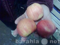 Продам: Яблоки оптом из Молдавии