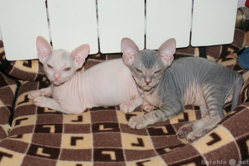 Продам: Клубные котята донского сфинкса
