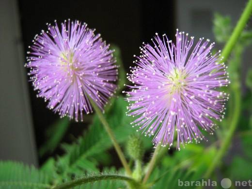 Продам: Семена Mimosa pudica - Мимоза стыдливая