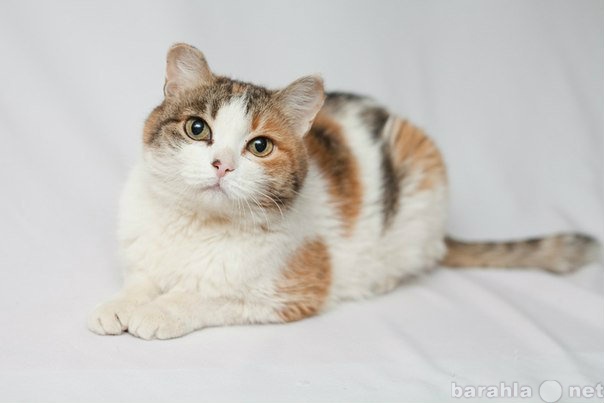 Продам: Кампина- самая преданная кошка в мире