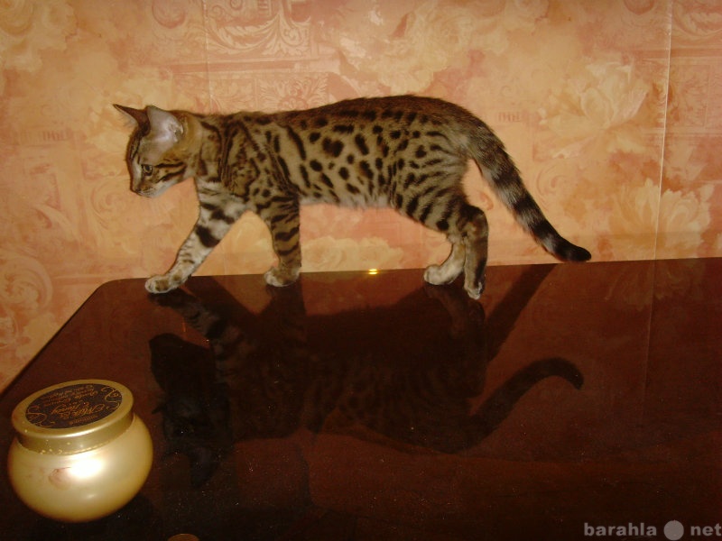 Продам: Бенгальский котенок