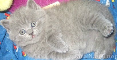 Продам: британского голубого котёнка
