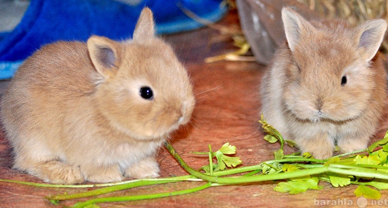 Продам: Крольчатки
