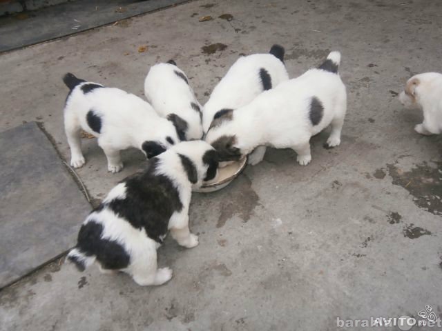 Продам: Продаются щенки сао(алабая)