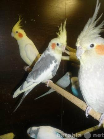 Продам: попугаи и амадины