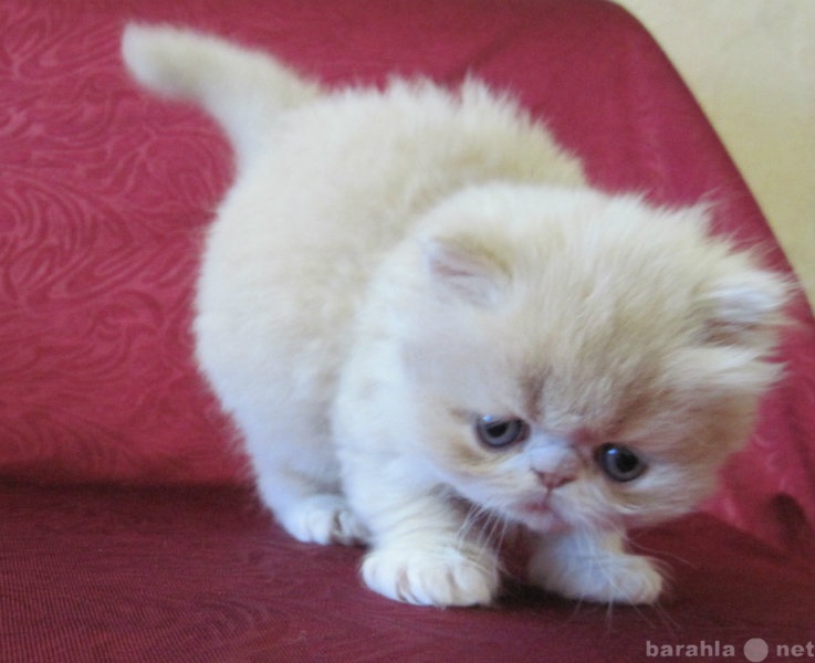 Продам: Персидский котик,1.5 м,настоящее чудо