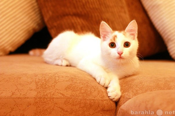 Продам: Альбьери-это кот, который несет счастье
