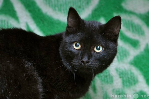 Отдам даром: Шеридан - великолепный чёрный кот