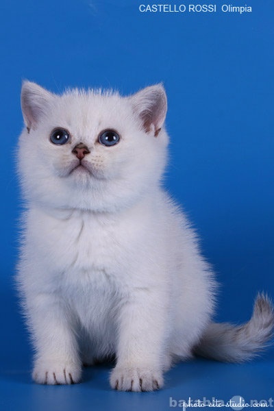 Продам: Британские котята синеглазые шиншиллы
