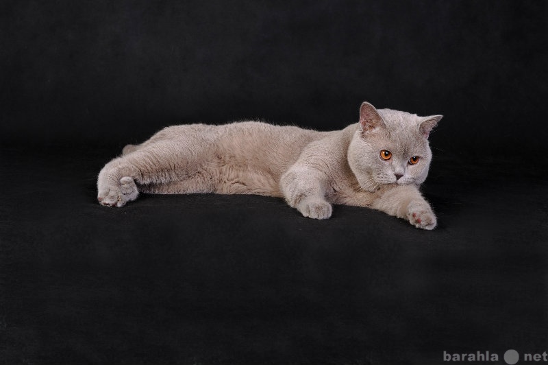Продам: Шотандский кот для вязки