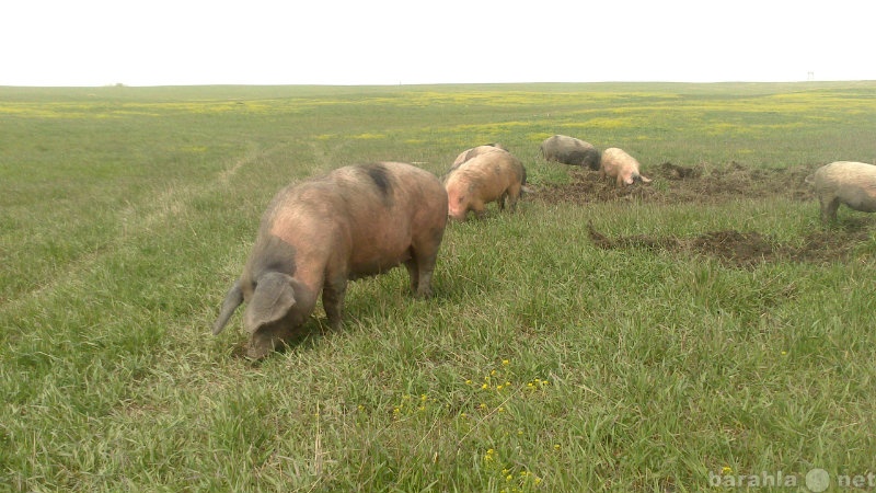 Продам: Продам свиней,ферма рядом с п.Лазурный.