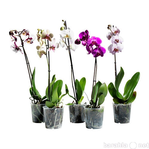 Продам: Орхидеи PHALAENOPSIS
