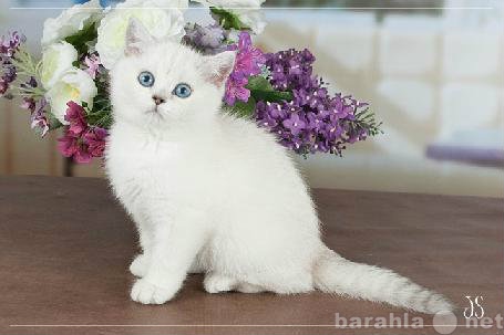 Продам: британский котенок с голубыми глазками