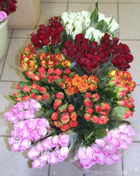 Продам: розы от 19 рублей