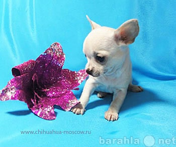 Продам: чихуахуа щеночка беленькую девочку