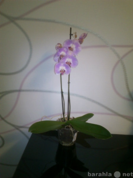 Продам: Орхидея, финик и юкка