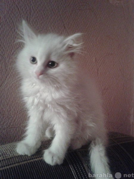 Продам: Белоснежный котенок мейн кун