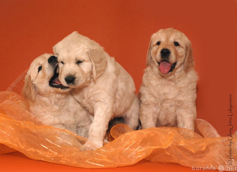 Продам: Предлагаются к продаже прелестные щенки