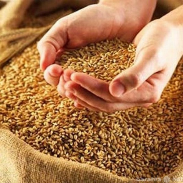 Продам: Продам фуражное зерно (дробленое)