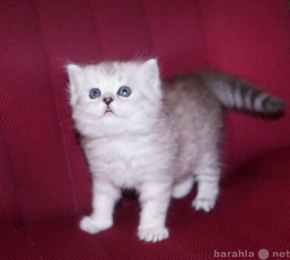Продам: Британские котята в Балаково